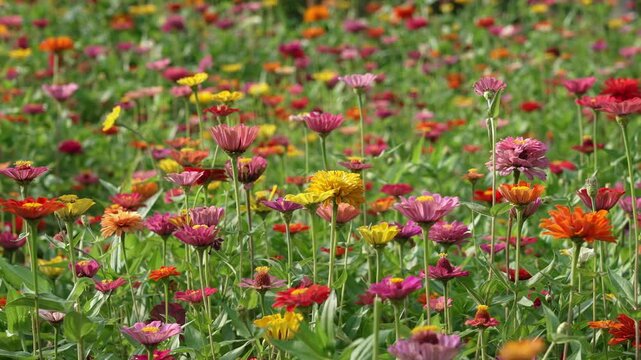 Field of colorful zinnia flowers in bloom
