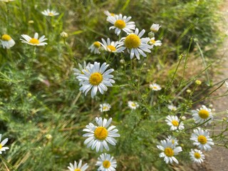 Fototapeta premium Chamomile flowers in a meadow in the spring.