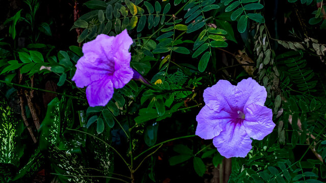 Beautiful macro close up of purple Centrosema pubescens flower blooming with green leaves background