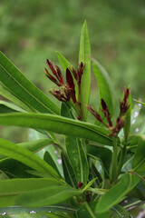 Obraz premium Dark pink Oleander blossoms on branches on a summer day. Nerium oleander in the garden