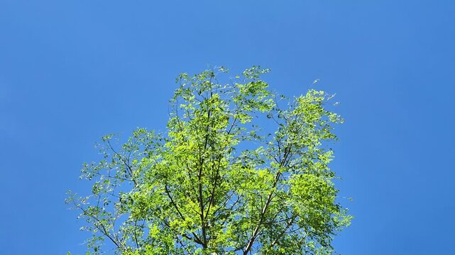 Low angle view of moringa tree green leaves swaying gently against a clear blue sky