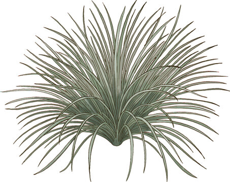 Sand Sedge Botanical Sketch Hand Drawn Native Grass Illustration
