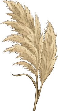 Toetoe Grass Botanical Sketch Hand Drawn Native Ornamental Plant Illustration