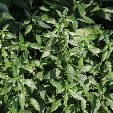  Many Spreading Pellitory plants on summer. Parietaria judaica wild plant with infiorescence