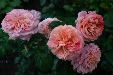Fototapeta premium bouquet of pink roses on bush