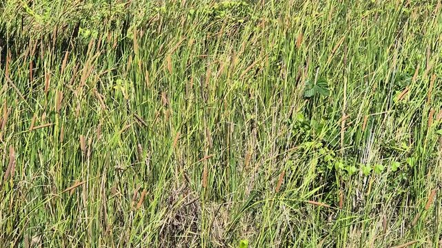 Beautiful wild cattail plants with brown seed heads swaying in the wind on a sunny day