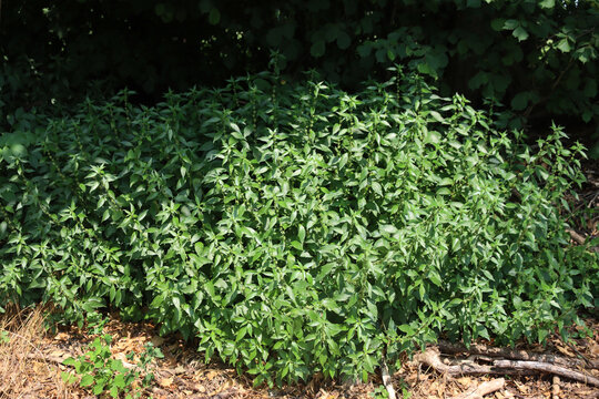  Many Spreading Pellitory plants on summer. Parietaria judaica wild plant with infiorescence