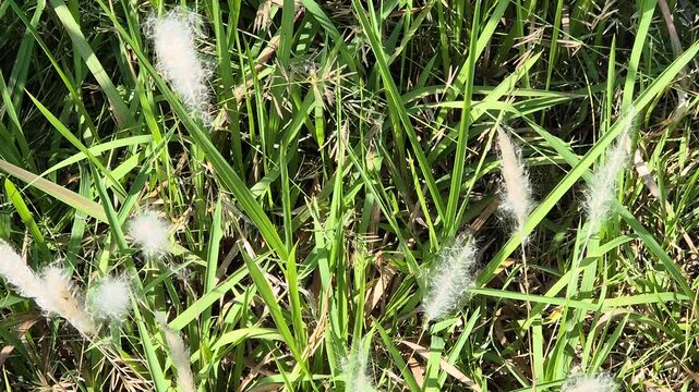 High angle panning shot of fluffy white cogon grass flowers blooming amidst green wild grass