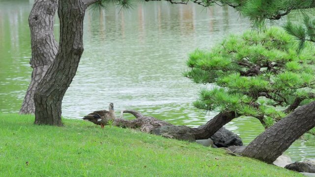 A wild duck preening its feathers by the riverbank
