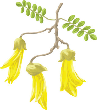 Kowhai Flower Botanical Painting Decorative Native Floral Illustration
