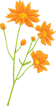 Cosmos Flower Botanical Painting Decorative Floral Illustration