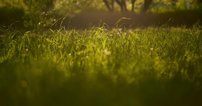 Cinematic close-up green grass blades meadow during golden hour. Sunlight filters through the vegetation, creating a warm glow and beautiful bokeh effect. Floating dust particles add a magical 