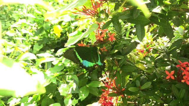 Paris Peacock butterfly Papilio paris feeding on nectar from vibrant red Ixora flowers in a tropical garden. The butterfly's iridescent blue-green wings shimmer in natural sunlight