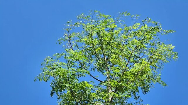 Low angle view of moringa tree green leaves swaying gently against a clear blue sky