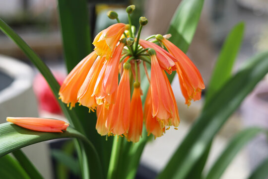Beautiful orange clivia miniata flowers blooming in cluster close up