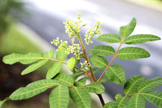 Small white flowers blooming on a green schinus Terebinthifolia tree branch.