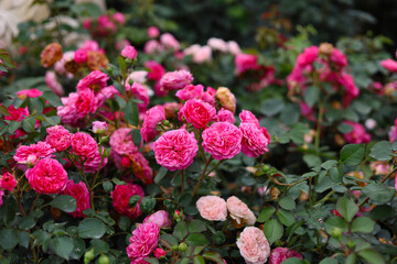 Obraz premium Beautiful pink rose bush blooming in the garden