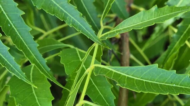Close up tracking shot of green neem tree leaves with serrated edges swaying gently on branches