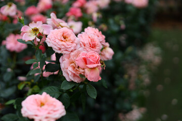Fototapeta premium Beautiful pink rose bush blooming in the garden
