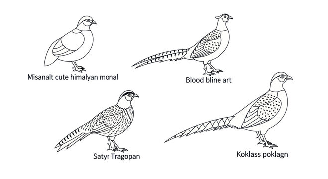 Game bird species pheasant and monal line art.