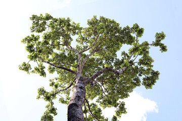Fototapeta premium Upward perspective of a giant Dipterocarpus alatus tree against bright sky