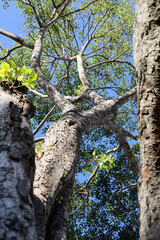 Fototapeta premium Upward perspective of a giant tree trunk with green leaves