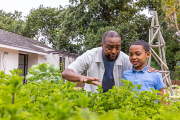 African American father and son leaning over raised garden bed in backyard, pointing at plants © wavebreak3