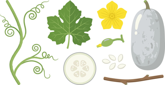 Winter Melon Plant Growth and Anatomy Vector Icon Set Featuring Vine Tendril Green Leaf Yellow Flower Young Bud Slice Seeds and Branch for Botany Infographics