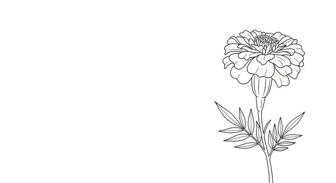 A detailed black and white line art drawing of a single marigold flower.