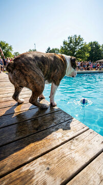 Old English Bulldog drinking water from swimming pool edge on sunny day outdoor summer activity pet lifestyle