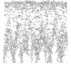 Fototapeta premium Dense hanging ivy vines texture isolated on white background for architectural rendering.