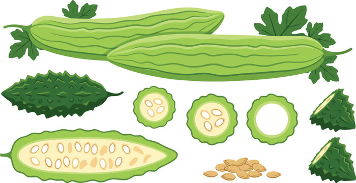 Bitter Melon Chinese and Indian Varieties Vector Icon Set Featuring Whole Gourd Longitudinal Section Slices Rings Triangles Leaves and Seeds for Healthy Cooking Graphs