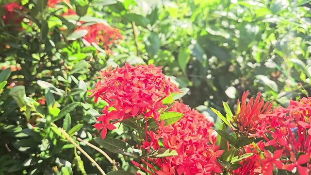Paris Peacock butterfly Papilio paris feeding on nectar from vibrant red Ixora flowers in a tropical garden. The butterfly's iridescent blue-green wings shimmer in natural sunlight