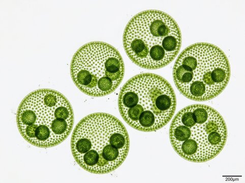 Microscopic view of volvox colonies, a genus of green algae, showing spherical colonies with daughter colonies inside, isolated on white background