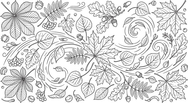 Autumn foliage coloring page vector illustration with wind swirls maple oak chestnut leaves and acorns for Thanksgiving decoration