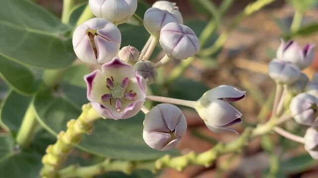 Close up of Calotropis procera flower clusters blooming outdoors 