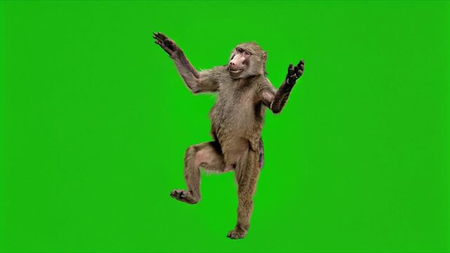 baboon dancing on a green screen background for vfx projects