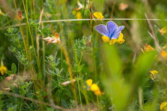Adonis Blue Butterfly
