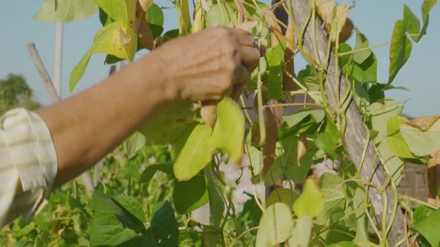 Close-up of hands of elderly woman picking dry bean pods, Harvesting ripe beans in the autumn garden 