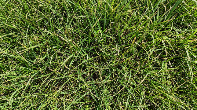 Lush green grass lawn background