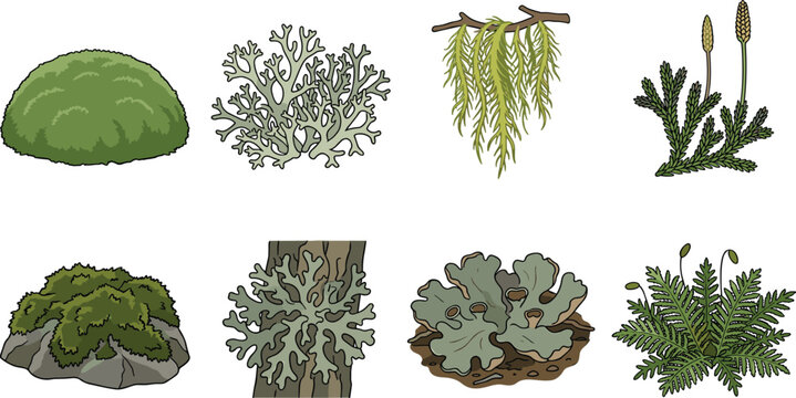 Moss and Lichen Botanical Collection Vector Illustration Set Featuring Forest Ground Cover and Epiphytic Species