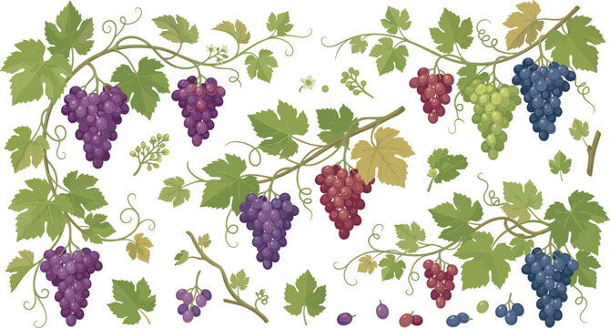 Grapevine vector illustration set with fresh bunches of purple red green grapes leaves and branches isolated on white background