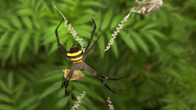 Golden Orb Weaver Spider (Trichonephila pilipes) Feeding on Captured Prey in Orb Web, Predator Hunting Behavior, Wildlife Macro, Nature, Biodiversity, 4K Cinematic Stock Footage