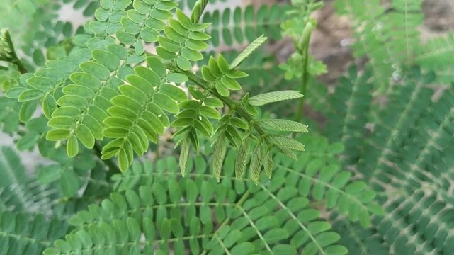 Lamtoro leaves (Leucaena leucocephala) filling the entire frame.