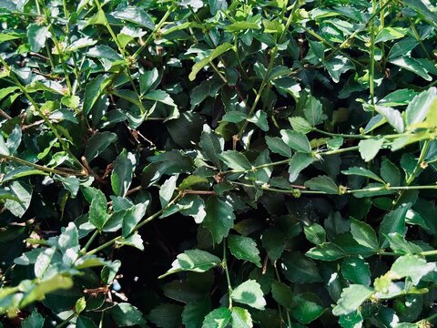 Full frame shot of dense green bush leaves and tangled branches under sunlight, creating a vibrant natural foliage texture backdrop suitable for eco-friendly and organic design concepts.
