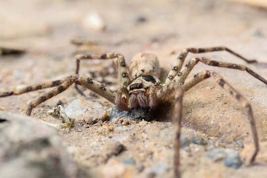 Close up spider brown hairy eight leg macro ground sand nature wild arachnid detailed outdoor insect camouflage predator eyes fangs terrestrial wildlife natural environment animal creepy scary