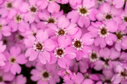 MOSS CAMPION, wild flower in the alps