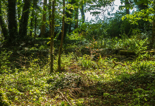 Sublight shining through trees in a small but beautiful wood in Northern Irelkand