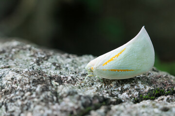 Leafhopper insect green yellow white macro nature wildlife closeup rock perched outdoors natural detail texture camouflage animal summer forest garden wild environment small bug leaf wing pattern © CoreRock