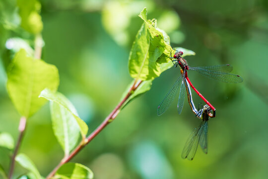 Mating pair of large red damselflies (Pyrrhosoma nymphula) on a green leaf in Latvia. Two dragonflies in a mating wheel position in wild nature.